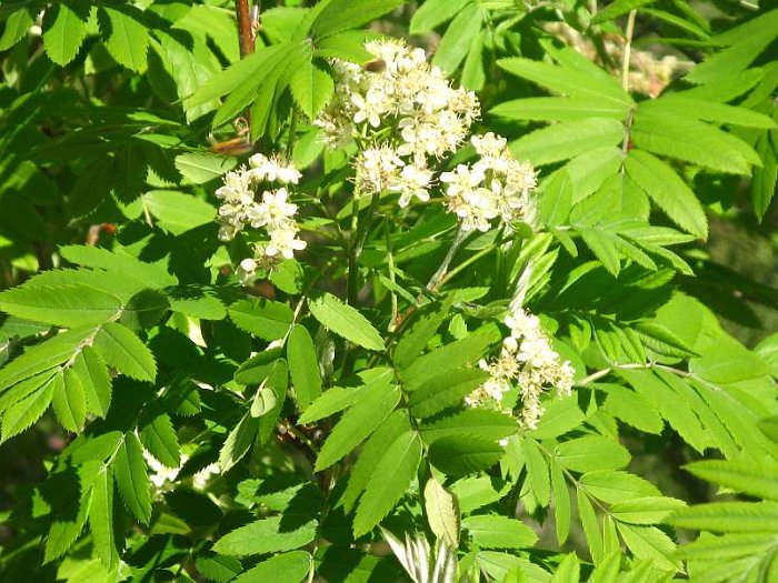 Sorbus domestica